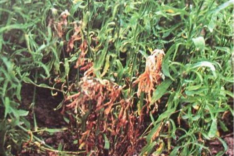 石竹枯萎病的克星：有效防治策略及药物推荐