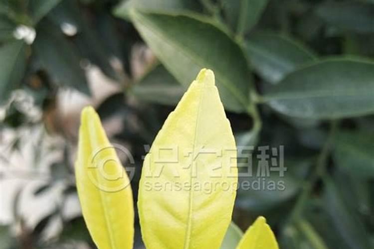 柑橘苗缺硫怎么办？