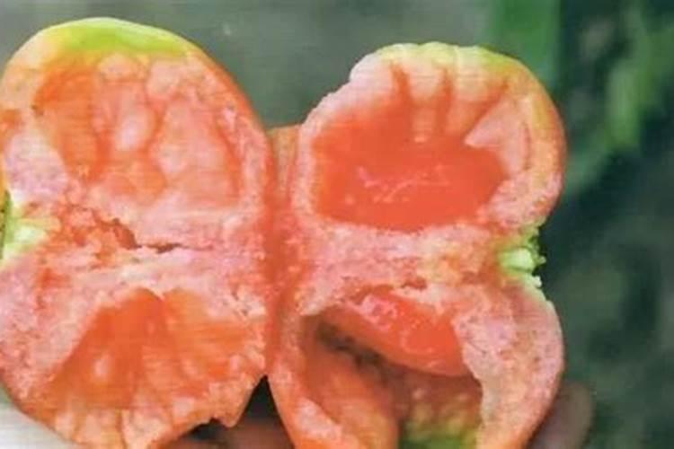 西红柿空心果的预防和温度有关吗？