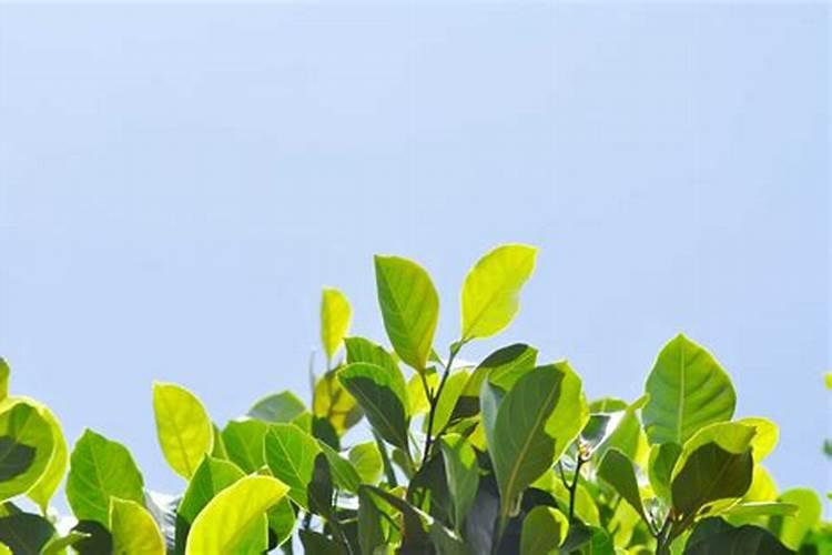 守护果园：合理使用农药的五大要点