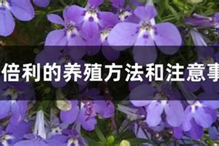 六倍利的养殖方法和注意事项有哪些