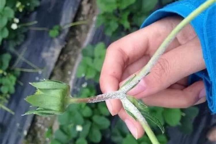 战胜草莓白粉病：策略与实践
