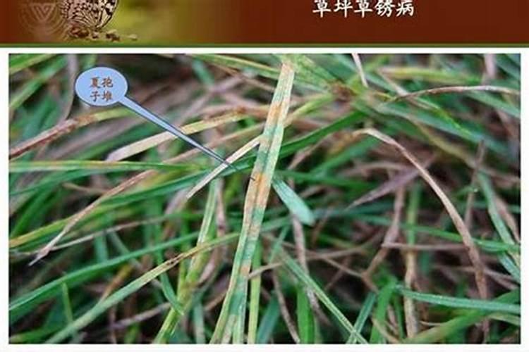田间守护者：十种水稻常见病虫害及其科学防治策略