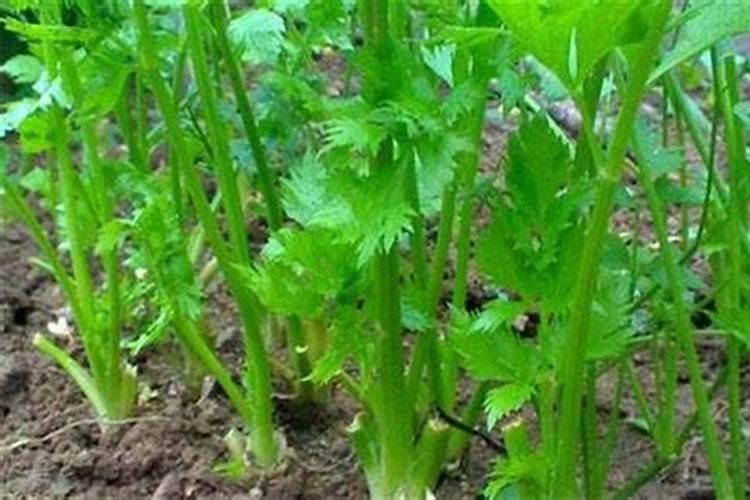 芹菜“烧心”防治技术
