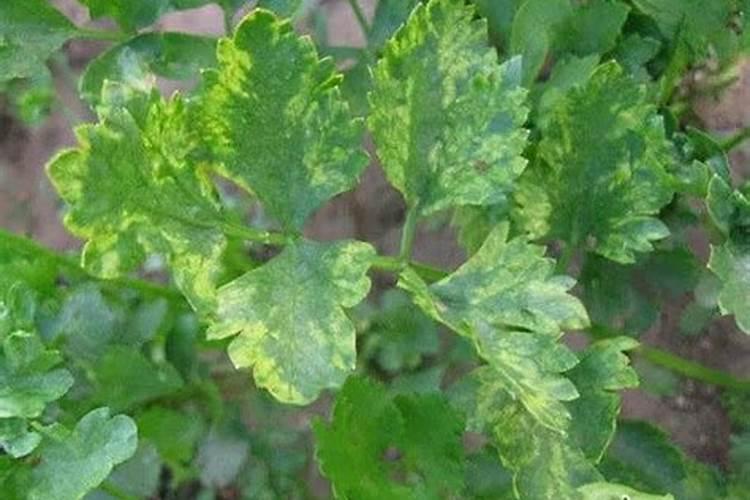 芹菜病毒病的科学防治：用药注意事项解析