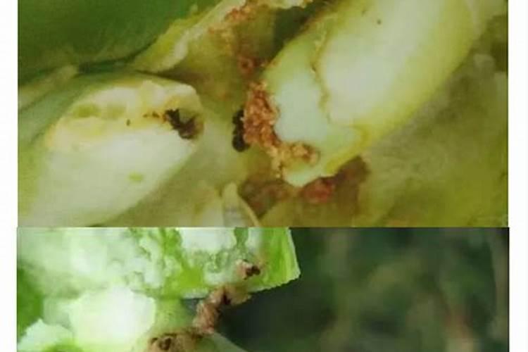 如何防治大豆小菜蛾和食心虫？