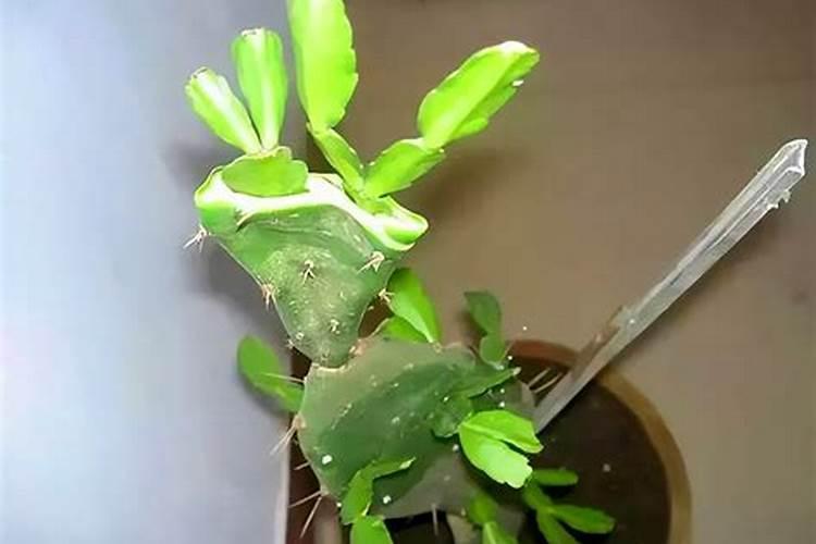 蟹爪兰病虫害防治全攻略