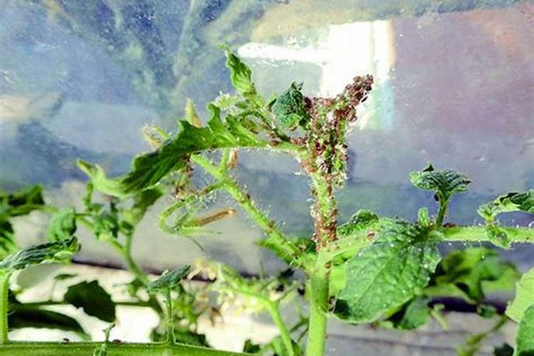 守护番茄园：主要病虫害与综合防治策略解析