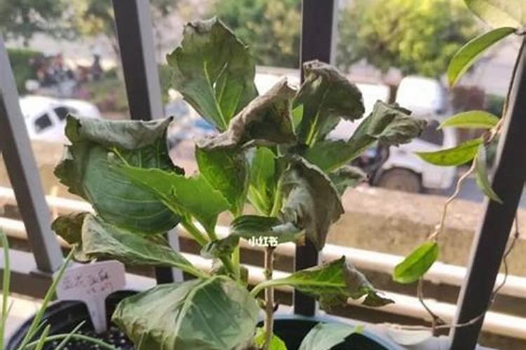 揭秘雪花梨叶片变黑之谜：原因、诊断与综合防治策略