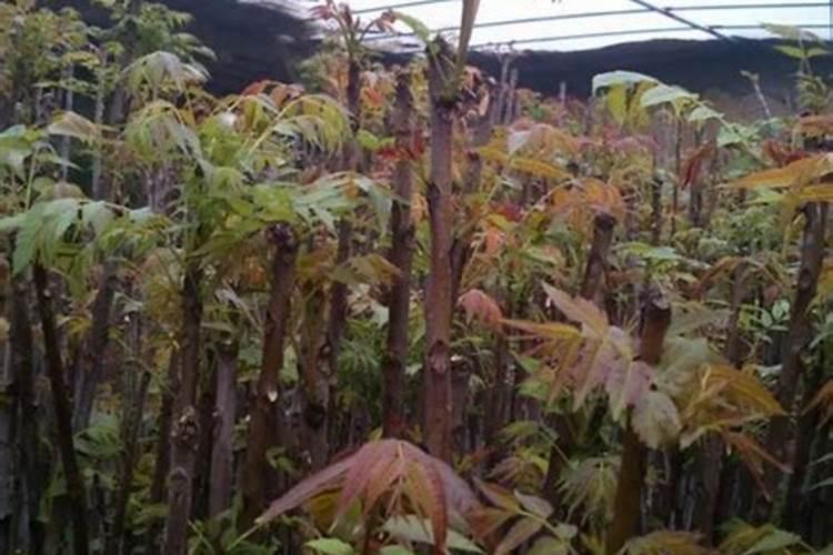 冬天的大棚种植香椿可以吗冬天可以种植香椿吗？