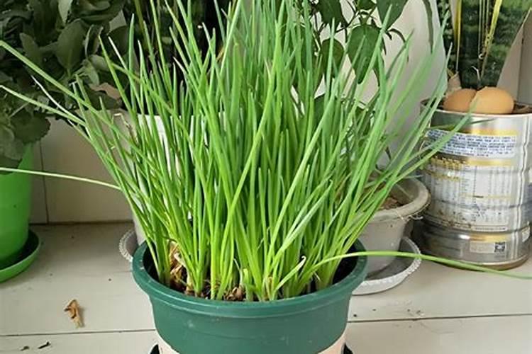 绿意盎然：家庭盆栽小香葱的简易种植手册