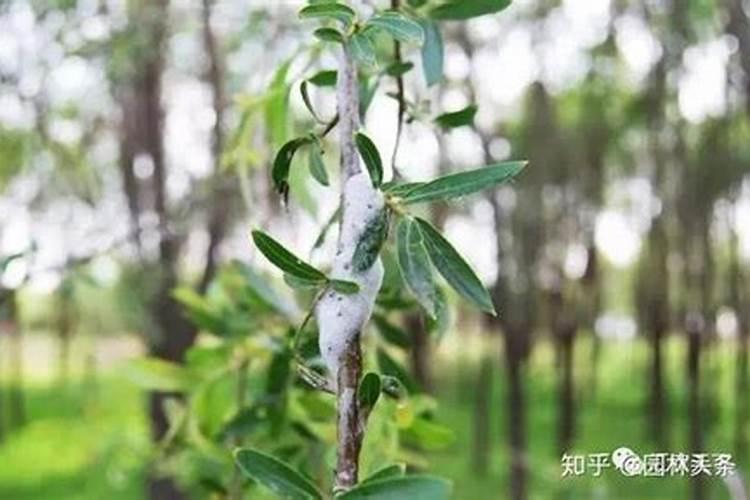 防治花木病虫害民间有验方