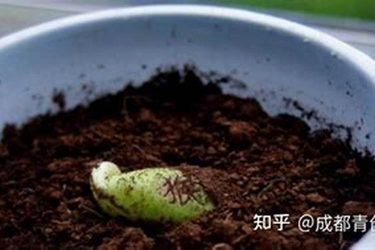 魔豆怎么种？魔豆种植方法