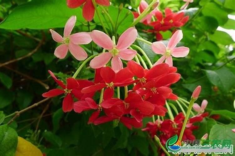 使君子不开花的原因