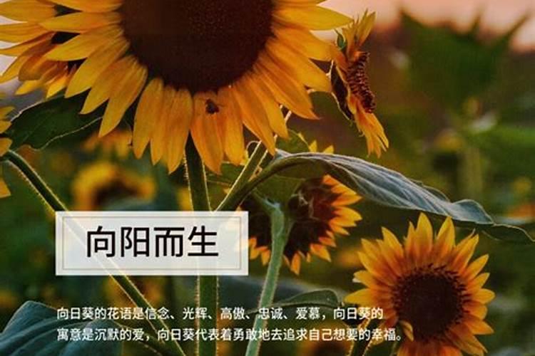 向阳而生：向日葵根腐病防治的关键策略