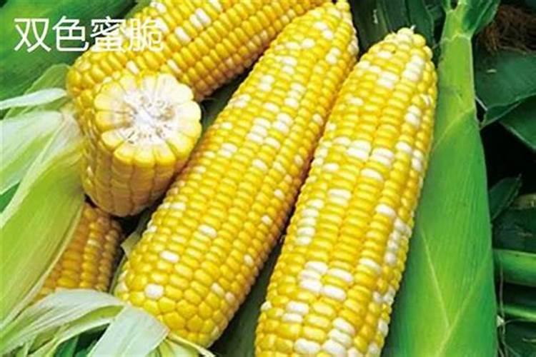 田间金穗：水果玉米的种植之道
