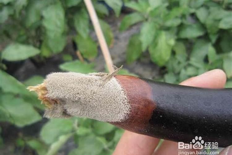 战胜茄子灰霉病：有效防治策略与药剂选择