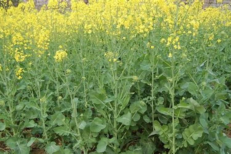 地膜油菜如何栽培，地膜油菜栽培技术？