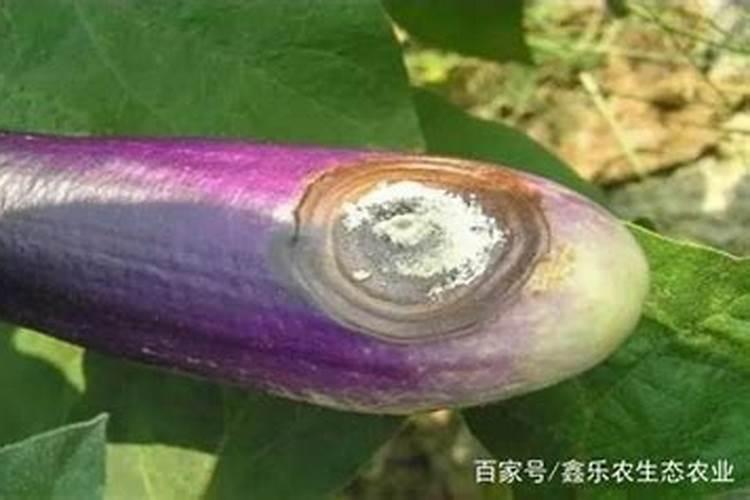 茄子得了炭疽病会有啥症状？