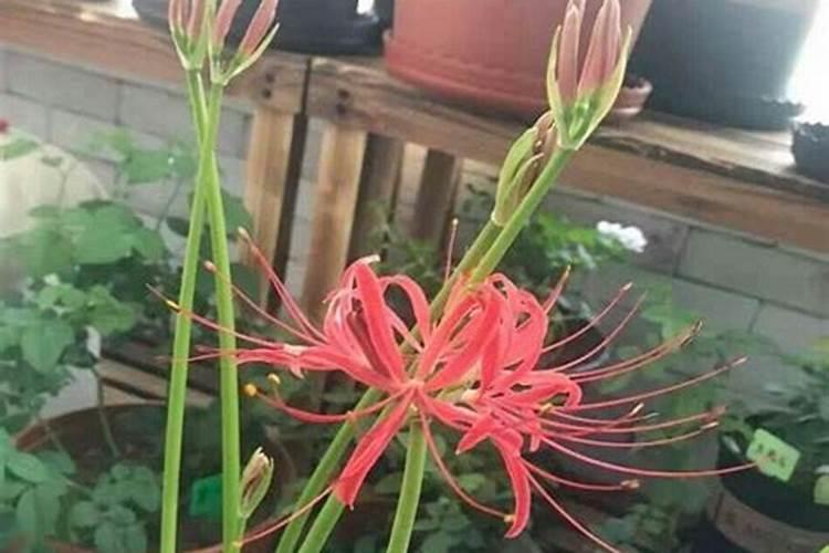 家里养彼岸花吉利吗，彼岸花为什么不能养，原因是什么？