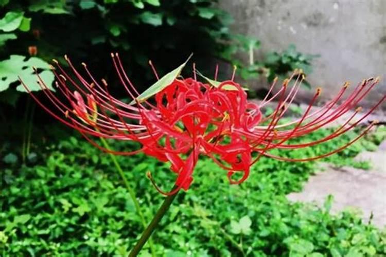 彼岸花为什么不能养