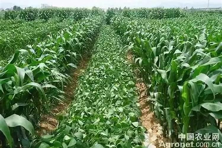 玉米与大豆的共舞：套种技术及注意事项详解
