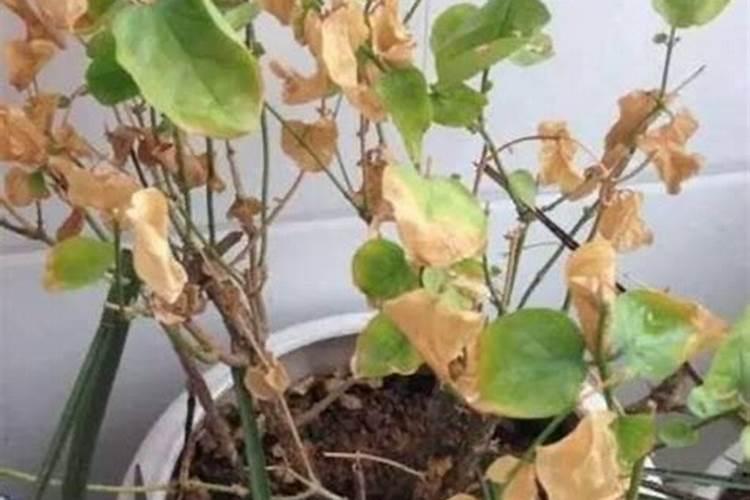 迎接春天：花卉病虫害防治攻略