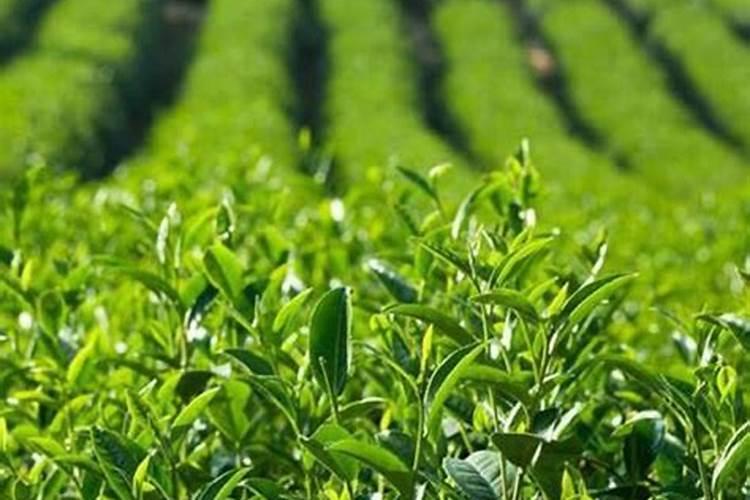 茶园革命：菌肥在提升茶叶品质中的作用与机制