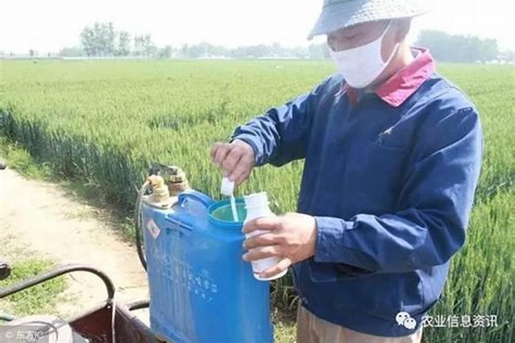 油麦菜可以喷铜制剂农药吗