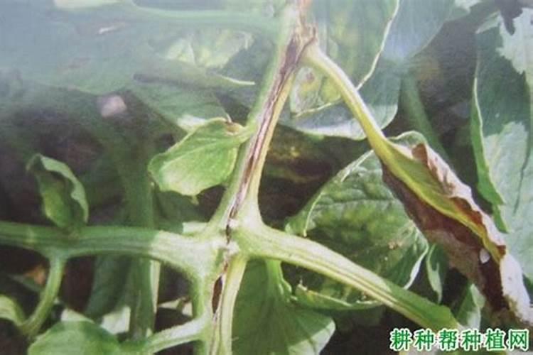 番茄为什么会发生溃疡病？