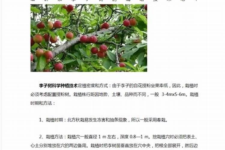 设施李树的栽培及管理