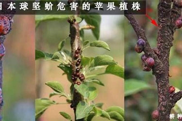 苹果树介壳虫怎么防治？