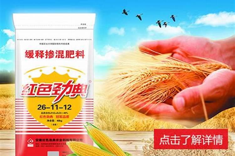 丰收秘诀：种小麦用什么化肥？