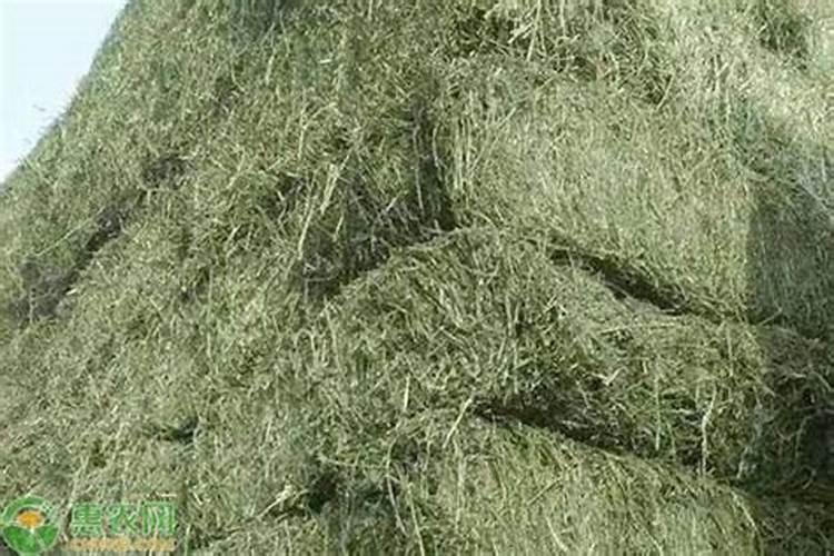 发霉的草怎么处理可以喂牛牛羊牧草有哪些品种
