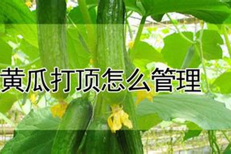 小黄瓜瓜打顶如何解决？