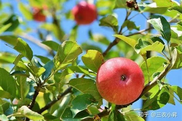 导致苹果树腐烂病原因分析