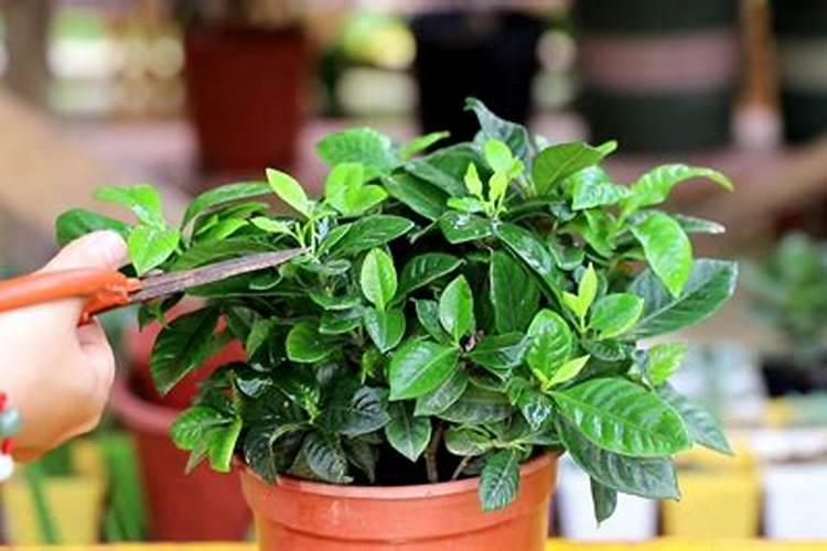 栀子花修剪后不发芽是什么原因要怎么解决？