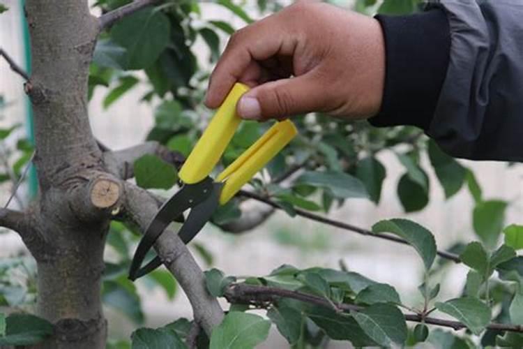 夏季苹果树修剪：关键要点与技巧解析