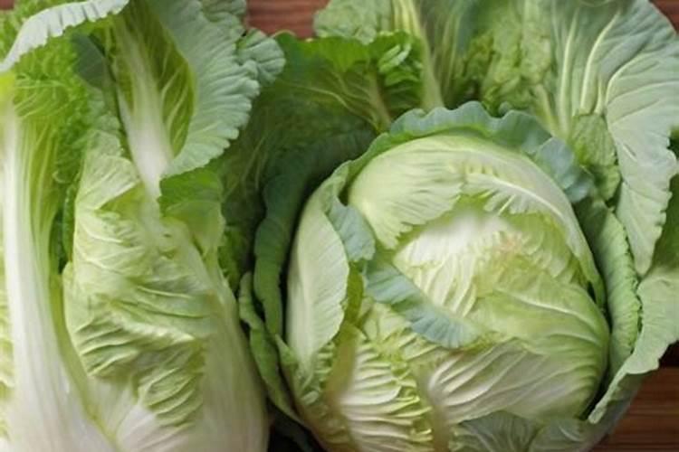 大白菜的营养宝库：正确施用基肥的艺术