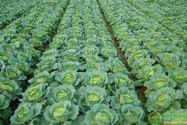 包菜什么时候种植合适