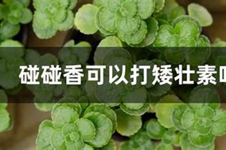 蔷薇花可以打矮壮素吗