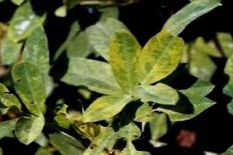 花生芽枯病毒病巧防治