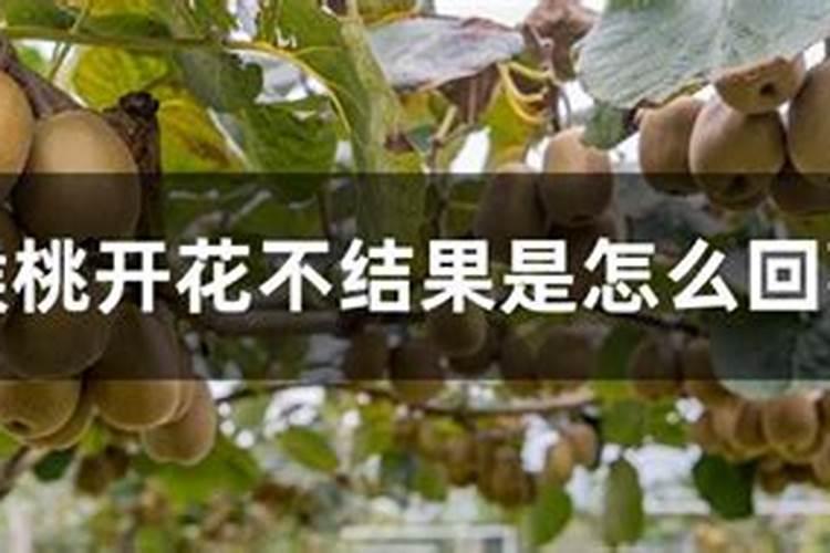 猕猴桃开花不结果的原因