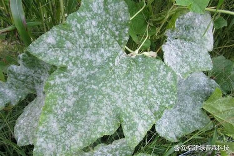 白粉病打什么药