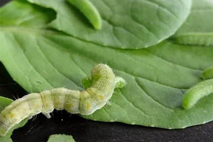 种植的白菜出现了菜青虫,有哪些方法可以进行防治？