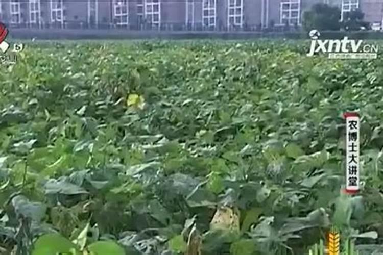 作物缺硫的原因
