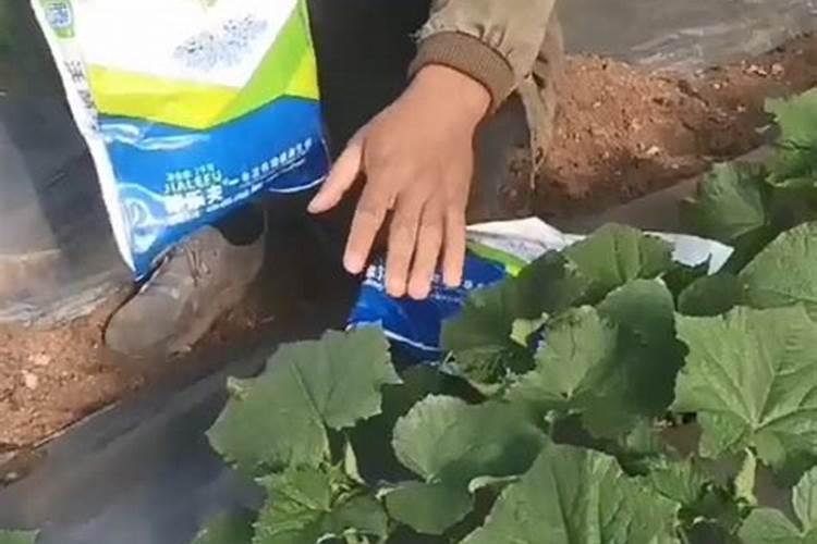 水溶肥的使用方法和注意事项水溶肥有哪些