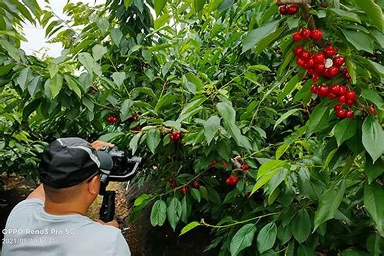秋季樱桃施肥指南：为丰收打下坚实基础