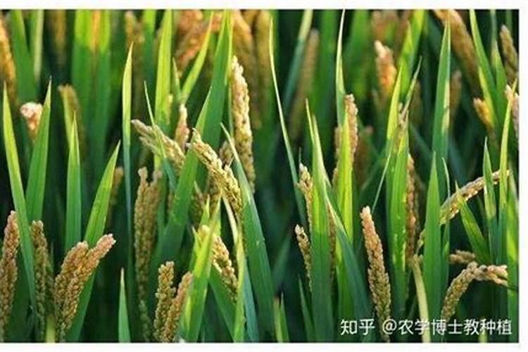 水稻拔节期撒复合肥的方法：迈向丰收的关键步骤？