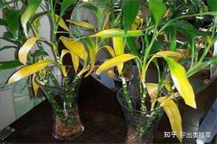 养的水竹怎么叶子黄了水培竹子叶子发黄什么原因怎样解决